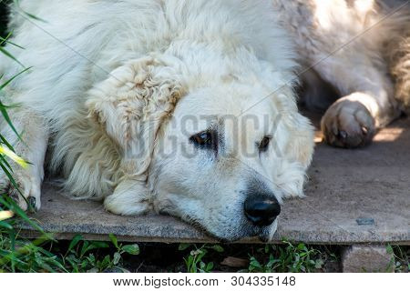 Adult Male Hungarian Kuvasz Portrait On Natural Light At Springtime.