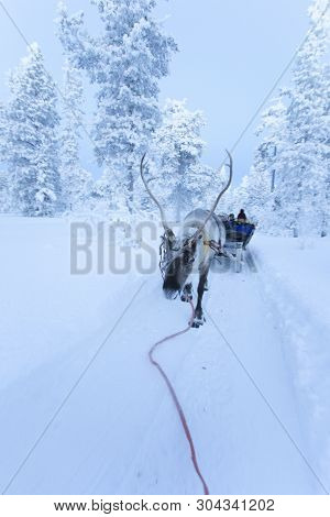 Saariselka, Finland - December 29, 2017: Reindeersledding In Lapland During Polar Night