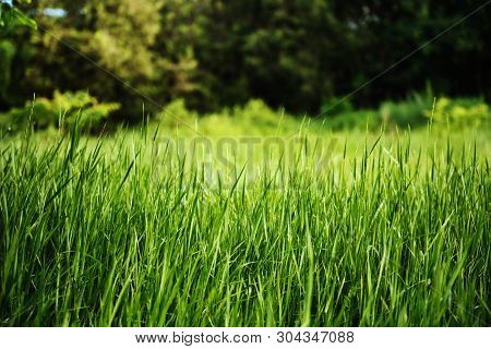 Green Fresh Grass In The Park. Background.