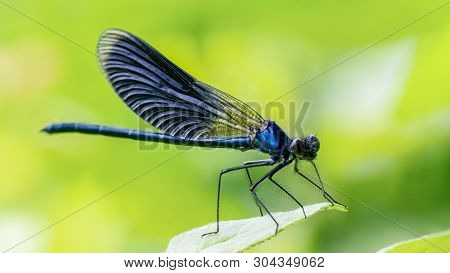 Calopteryx Splendens Dragonfly Metal Dark Blue Is Sitting On A Green Leaf