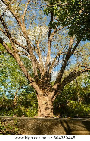 The Dover Oak Tree In Pawling New York