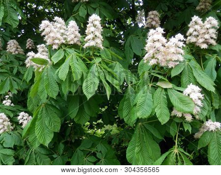 Late May Flowering Trees In Southern Denmark