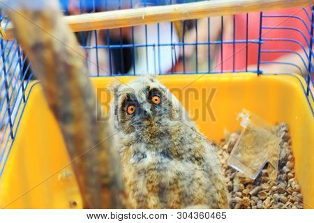 Pygmy Owl, Little Owl, Glaucidium Passerinum In A Cage.