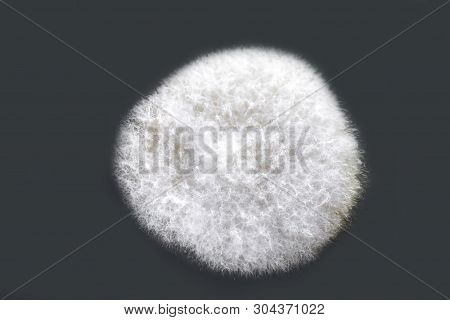 Colony Of Mold Fungus Cultivated From Indoor Air On Petri Dish With Sabourad Dextrose Agar