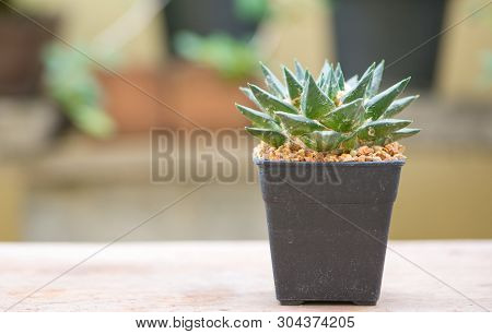 Ariocarpus Cactus On Wood Table Floor Show Nature Background