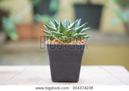 Ariocarpus Cactus On Wood Table Floor Show Nature Background