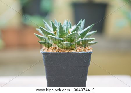 Ariocarpus Cactus On Wood Table Floor Show Nature Background