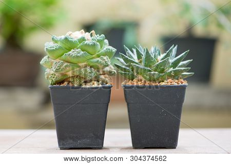 Ariocarpus Cactus In Flower Pot Show Nature Background