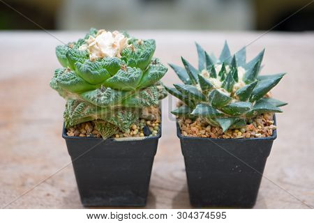 Ariocarpus Cactus In Flower Pot Show Nature Background