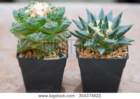 Ariocarpus Cactus In Flower Pot Show Desert Plant Background