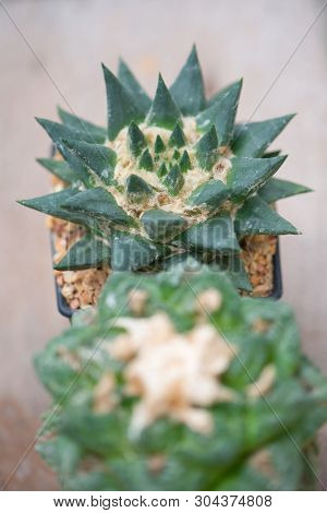Ariocarpus Cactus In Flower Pot Show Nature Background