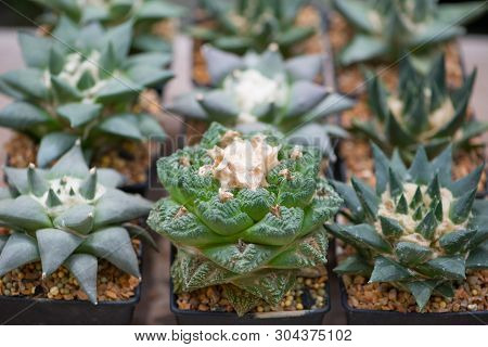 Ariocarpus Cactus In Flower Pot Show Desert Plant Background