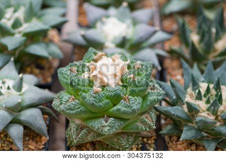 Ariocarpus Cactus In Flower Pot Show Nature Background