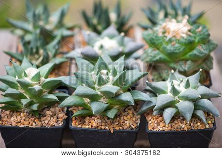 Ariocarpus Cactus In Flower Pot Show Nature Background