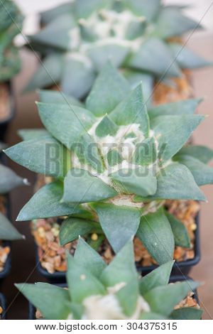 Ariocarpus Cactus In Flower Pot Show Nature Background