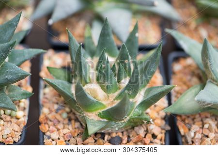 Ariocarpus Cactus In Flower Pot Show Nature Background