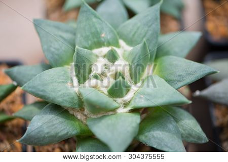 Ariocarpus Cactus In Flower Pot Show Nature Background