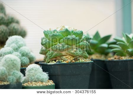 Ariocarpus Cactus In Flower Pot Show Type Of Cactus