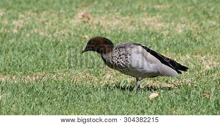 A Male Australian Wood Duck, Chenonetta Jubata