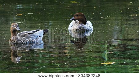 Pair Australian Wood Duck, Chenonetta Jubata, On Water