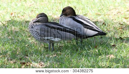 A Pair Of Australian Wood Duck, Chenonetta Jubata, Resting
