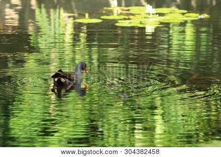 A Dusky Moorhen, Gallinula Tenebrosa, On Pond