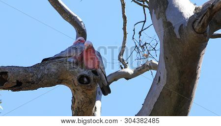 A Pair Of Galah, Eolophus Roseicapilla, Perched In Tree
