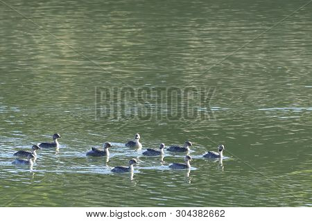 Group Hoary-headed Grebe, Poliocephalus Poliocephalus, On Water