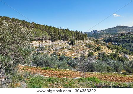 Forest Of Sataf West Of Jerusalem Israel. A Beautiful Area Of Hiking And Enjoying The Nature.