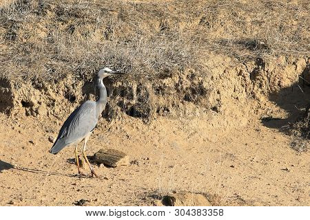 View Of A White-faced Heron, Egretta Novaehollandiae, Walking