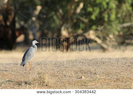 View Of A White-faced Heron, Egretta Novaehollandiae, Standing