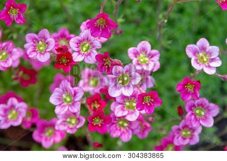 Saxifraga Arendsii Pink Flowers Background. Flowers And Succulents For Rock Gardens And Landscaping.