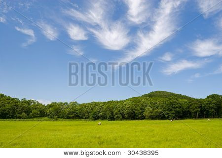 Sommer. Kuh Essen in einem Feld.