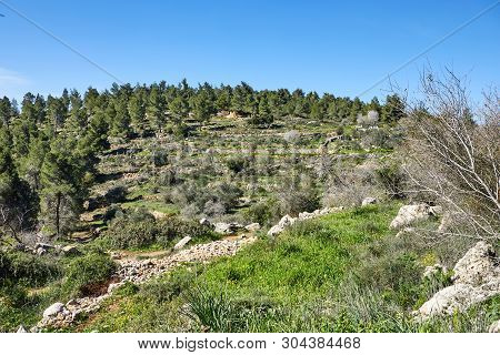 Forest Of Sataf West Of Jerusalem Israel. A Beautiful Area Of Hiking And Enjoying The Nature.