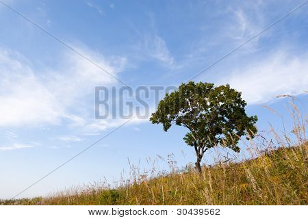 einsam tree(oak) am Hang eines Hügels. Herbst.
