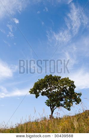 Einsam tree(oak) am Hang eines Hügels. Herbst.