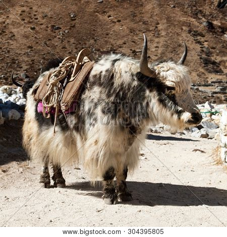 Black And White Yak (bos Grunniens Or Bos Mutus)