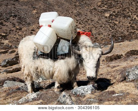 White Yak, Bos Grunniens Or Bos Mutus, On The Way To Everest Base Camp - Nepal