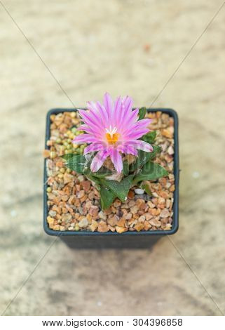 Ariocarpus Cactus With Pink Flower In Pot