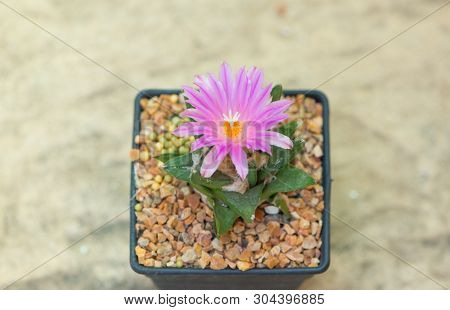Ariocarpus Cactus With Pink Flower In Pot
