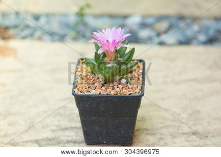 Ariocarpus Cactus With Pink Flower In Pot