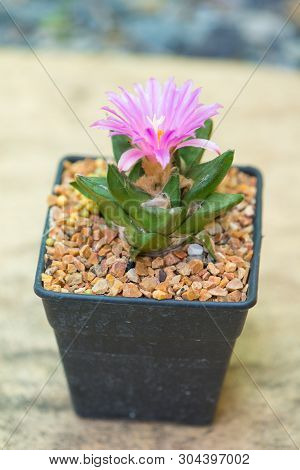 Ariocarpus Cactus With Pink Flower In Pot