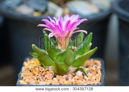 Ariocarpus Cactus With Pink Flower In Pot