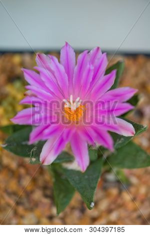 Ariocarpus Cactus With Pink Flower In Pot