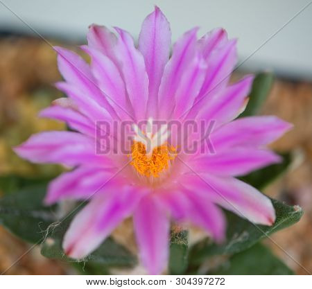 Ariocarpus Cactus With Pink Flower In Pot