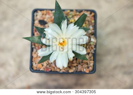 Ariocarpus Cactus With White Flower In Pot