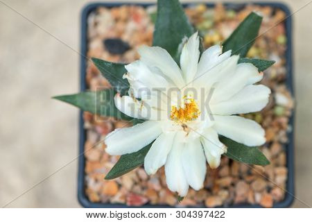 Ariocarpus Cactus With White Flower In Pot
