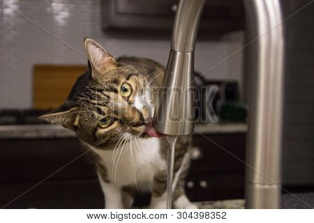A Cat Drinking Tapwater In The Kitchen