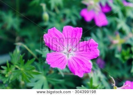 Blooming Flower Of Lilac Buttercup. Flower Close Up. Purple Color.