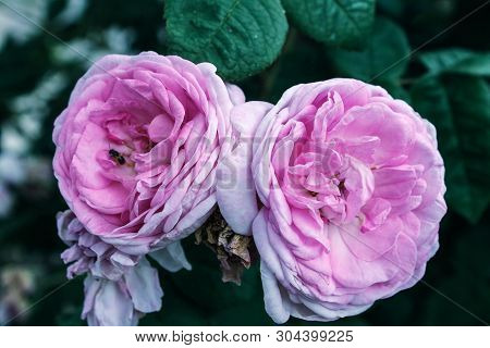 Blooming Bud Of A Pink Rose. Flower Closeup